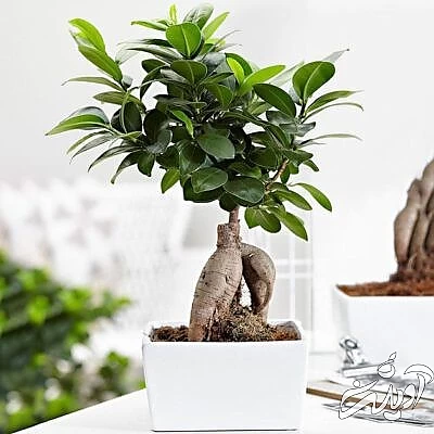 بونسای جنسینگ